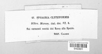 Sphaeria clypeiformis image
